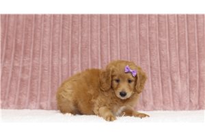 Sara - Mini Goldendoodle for sale