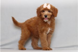 Jessie - Goldendoodle, Mini for sale