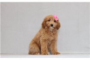 Hazel - Goldendoodle, Mini for sale
