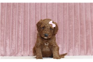 June - Goldendoodle, Mini, placed in Zanesville / Cambridge