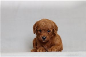 Jezebelle - Goldendoodle, Mini for sale
