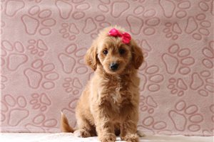 Terra - Goldendoodle, Mini for sale