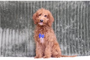 Jerry - Goldendoodle, Mini, placed in Zanesville / Cambridge