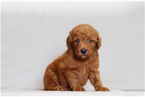 Jillian - Goldendoodle, Mini for sale