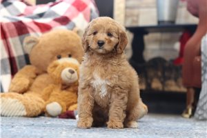 Tara - Goldendoodle, Mini for sale