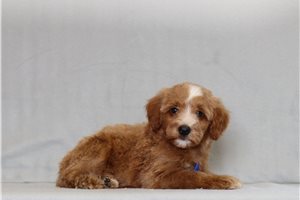 Jesper - Goldendoodle, Mini for sale