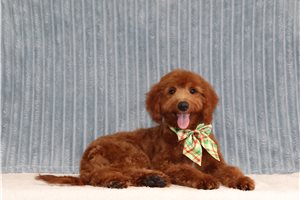 Sarge - Mini Goldendoodle for sale