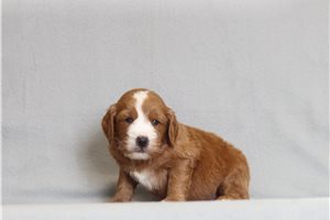 Holt - Goldendoodle, Mini for sale