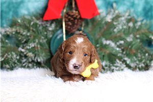Louie - Goldendoodle, Mini for sale