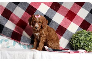 Dottie - Goldendoodle, Mini for sale