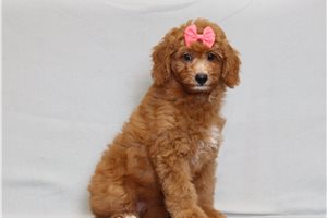 Saray - Goldendoodle, Mini for sale