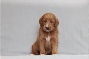 Henry - Goldendoodle, Mini for sale
