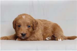 Maguire - Goldendoodle, Mini for sale
