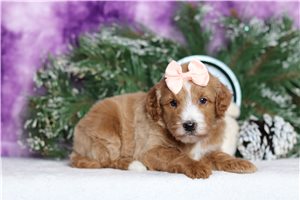 Heidi - Goldendoodle, Mini for sale
