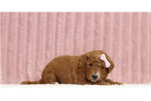 Jillian - Mini Goldendoodle for sale