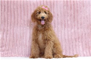 Jetta - Mini Goldendoodle for sale
