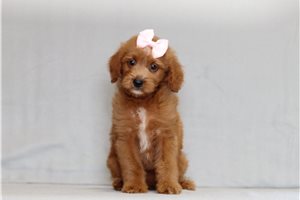 Jewel - Goldendoodle, Mini for sale