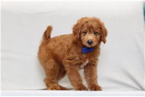 Sarge - Goldendoodle, Mini for sale