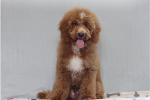 Dalton - Goldendoodle, Mini for sale