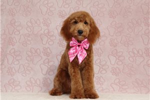 Jezebelle - Mini Goldendoodle for sale