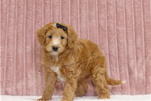 Jinx, a Mini Goldendoodle puppy