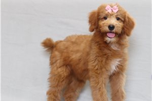 Jessie - Goldendoodle, Mini for sale