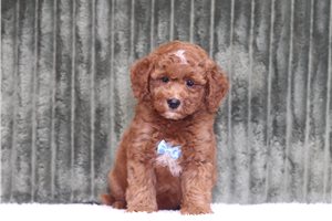 Joey - Mini Goldendoodle for sale