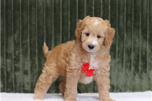Jerry - Mini Goldendoodle for sale