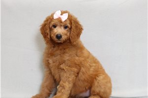 Sasha - Goldendoodle, Mini for sale