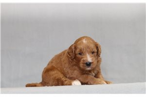 Honey - Goldendoodle, Mini for sale