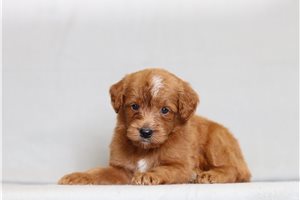 Jewel - Goldendoodle, Mini for sale