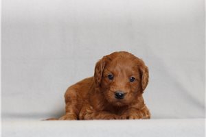 Sask - Goldendoodle, Mini for sale
