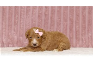 Jinx - Mini Goldendoodle for sale