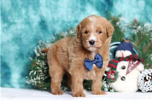 Humphrey - Goldendoodle, Mini for sale