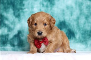 Lancelot - Goldendoodle, Mini for sale