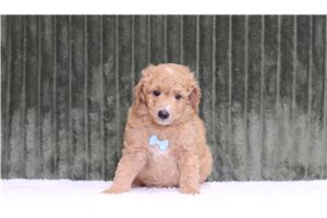 Jensen - Mini Goldendoodle for sale