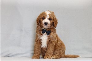 Hook - Goldendoodle, Mini for sale