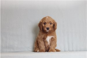 Taylor - Goldendoodle, Mini for sale
