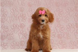 Saskia - Goldendoodle, Mini for sale