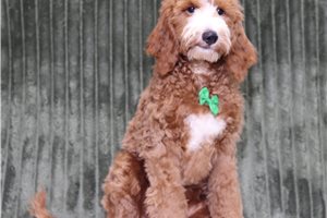 Holt - Goldendoodle, Mini, placed in Zanesville / Cambridge