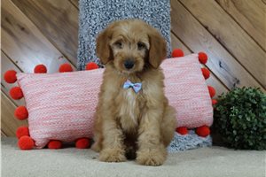 Hector - Mini Goldendoodle for sale