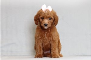 Jetta - Goldendoodle, Mini for sale
