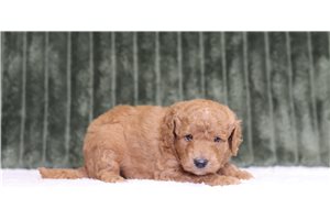 Jeremy - Mini Goldendoodle for sale