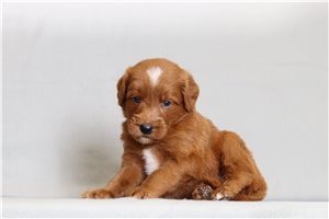 Jessie - Goldendoodle, Mini for sale