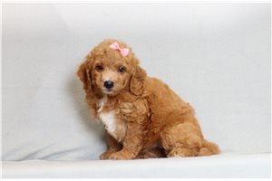 Sunny - Goldendoodle, Mini for sale