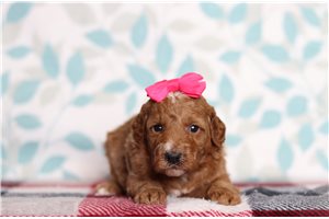 Dawn - Goldendoodle, Mini for sale