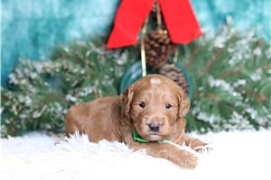 Ledger - Goldendoodle, Mini for sale