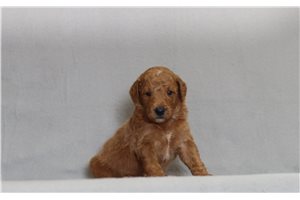 Hayes - Goldendoodle, Mini for sale