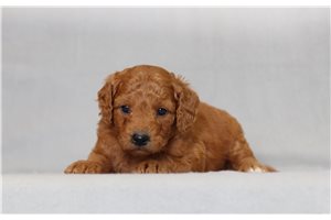 Sasha - Goldendoodle, Mini for sale