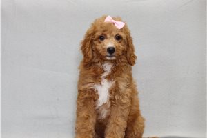 Sunny - Mini Goldendoodle for sale